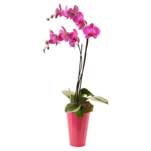 Pink Phalaenopsis Orchid in Pink Vase